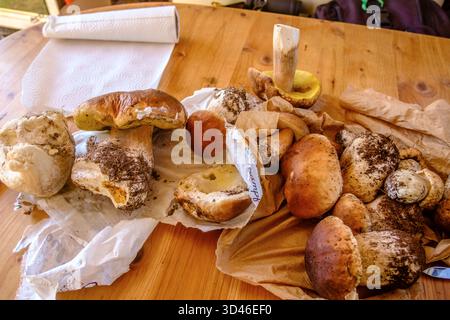 Frische Steinpilze Boletus edulis liegt auf einem Holztisch. Siebenbürgen, Transilvanien, Karpaten, Rumänien. Steinpilze auf einem Holztisch *** Frische Stachelpilze Boletus edulis auf einem Holztisch liegen Transsilvanien, Transsilvanien, Karpaten, Rumänien Porcini Pilze auf einem Holztisch Stockfoto