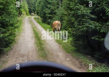 Blick aus einem Fahrzeug auf einem Feldweg im Wald, wo Kühe auf dem Weg stehen. Siebenbürgen, Transilvanien, Karpaten, Rumänien. Kühe auf einem Waldweg *** Blick aus einem Fahrzeug auf einem Feldweg im Wald, wo Kühe auf der Straße stehen Siebenbürgen, Siebenbürgen, Karpaten, Rumänien Kühe auf einer Forststraße Stockfoto