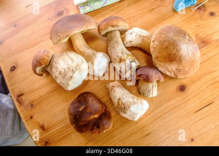 Frische Steinpilze Boletus edulis liegt auf einem Holztisch. Siebenbürgen, Transilvanien, Karpaten, Rumänien. Steinpilze auf einem Holztisch *** Frische Stachelpilze Boletus edulis auf einem Holztisch liegen Transsilvanien, Transsilvanien, Karpaten, Rumänien Porcini Pilze auf einem Holztisch Stockfoto