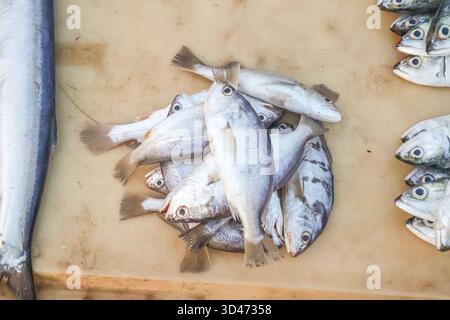 Frischer Croaker-Fisch zum Verkauf auf einem Markt. Auch Blackspotted Croaker oder Silver Croaker genannt. Stockfoto