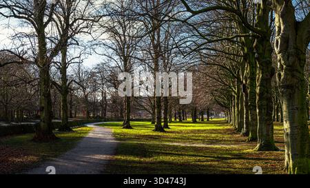 Ein friedlicher Pfad schlängelt sich durch hohe Bäume im Haagse Bos Park, den Haag. Stockfoto