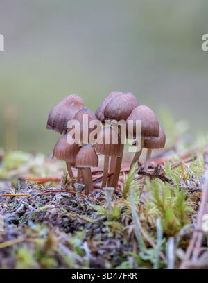 Gemeiner Bonnet Pilz [Mycena galericulata] wächst auf moosigem gefallenem Baum, Schottland, Vereinigtes Königreich Stockfoto