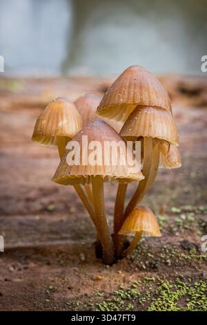 Gemeiner Bonnet Pilz [Mycena galericulata] wächst auf umgestürzten Bäumen, Schottland, Großbritannien Stockfoto