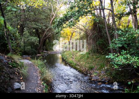 Ein ruhiger Pfad schlängelt sich an einem ruhigen Bach, umgeben von lebhaftem Laub und Bäumen, wodurch eine friedliche natürliche Umgebung entsteht Stockfoto