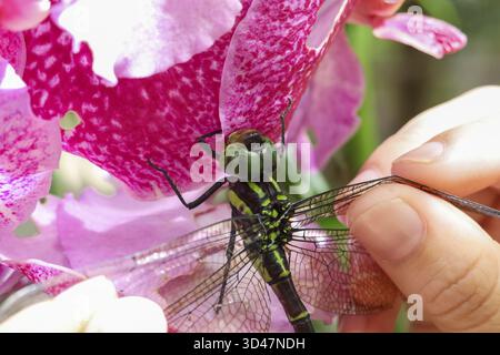 Sanfte Nahaufnahme der menschlichen Hand, die den zarten Flügel der grünen Libelle berührt. Wunderschönes Insekt ruht auf leuchtenden rosa Orchideenblüten, ein Moment der reinen Kuriosität Stockfoto