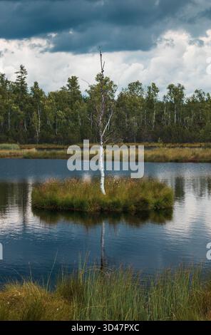 Berühmte einsame Birke auf einer kleinen Insel im Nationalpark Sumava, Reservat Chalupska-Leiste. Tschechische republik Stockfoto