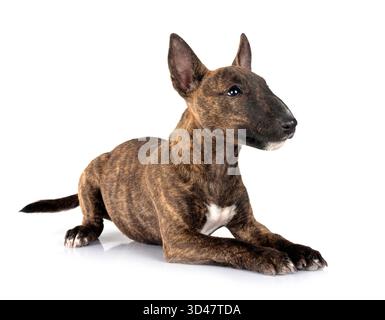 Miniatur Bull Terrier vor weißem Hintergrund Stockfoto