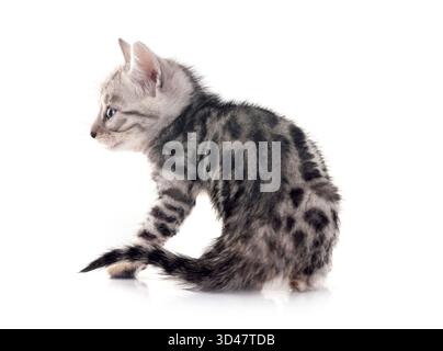 Bengal Katze vor weißem Hintergrund Stockfoto