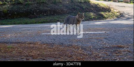 Schwarze Katze sitzt auf Gras in einem Waldgarten mit Sonnenlicht Stockfoto