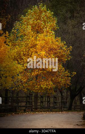 Majestätischer einsamer Buchenbaum auf einem Hügel mit sonnigen Balken im Bergtal. Dramatische bunte Morgenszene. Rote und gelbe Herbstblätter. Stockfoto