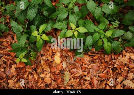 Frische grüne Pflanzen wachsen im Herbst zwischen trocken gefallenen Blättern auf dem Waldboden. Stockfoto