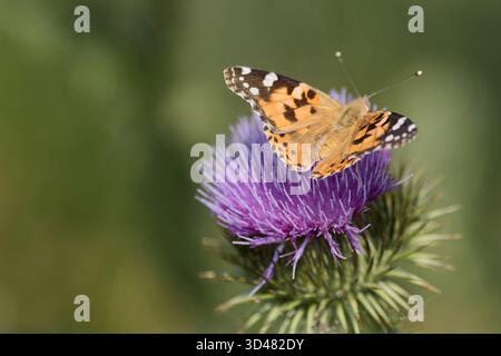 Nettes Individuum von gemalten Schmetterlingen, das sich von Distelblüten ernährt Stockfoto