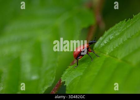 Haselblättriger-Rollkäfer beatle Apoderus coryli auf Blatt im Wald Stockfoto