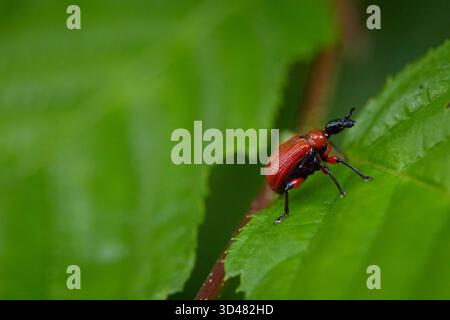 Haselblättriger-Rollkäfer beatle Apoderus coryli auf Blatt im Wald Stockfoto