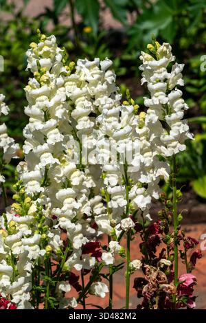 Antirrhinum majus „Rocket White“ eine im Sommer herbstliche blühende Pflanzenblume, die allgemein als snapdragon bekannt ist Stockfoto