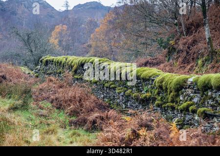 Lakeland Schiefer-Trockenwand bedeckt mit einer Decke aus Moos, Tarn Hows, in der Nähe von Coniston, English Lake District. Stockfoto