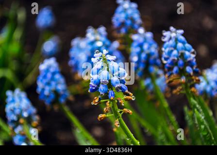 Wunderschöne blaue Muscari-Blüte in Tropfen nach Regen Stockfoto