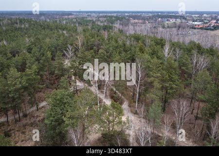 Baumkronen des Waldes in Bialoleka Bezirk am Rande der Stadt Warschau, Polen Stockfoto