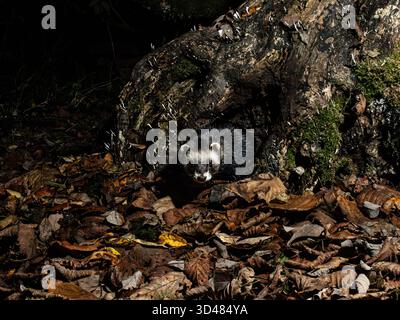 Aberystwyth, Ceredigion, Wales, Vereinigtes Königreich. November 2025. Das europäische Polecat (Mustela putorius) ist im Vereinigten Königreich noch immer unüblich, kommt aber im ländlichen Wales immer häufiger vor. Ich habe eine Kamerafalle aufgestellt, um diese Polecta festzuhalten, als sie um einen Stumpf und Herbstlaub in einem Waldstück herum forschte. Quelle: Phil Jones/Alamy Live News Stockfoto