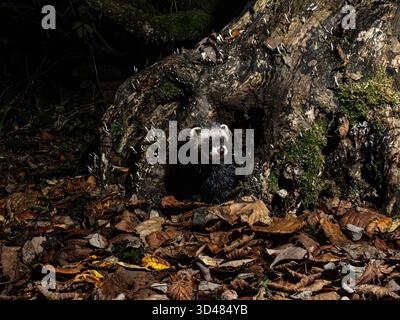 Aberystwyth, Ceredigion, Wales, Vereinigtes Königreich. November 2025. Das europäische Polecat (Mustela putorius) ist im Vereinigten Königreich noch immer unüblich, kommt aber im ländlichen Wales immer häufiger vor. Ich habe eine Kamerafalle aufgestellt, um diese Polecta festzuhalten, als sie um einen Stumpf und Herbstlaub in einem Waldstück herum forschte. Quelle: Phil Jones/Alamy Live News Stockfoto