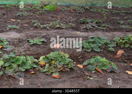 Gartenerdbeerpflanzen, die in Bodenreihen auf dem Außenfeld wachsen Stockfoto