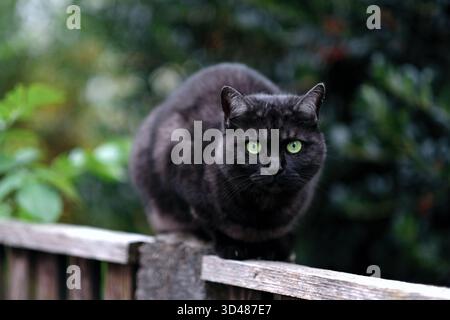 Die schwarze Katze sitzt auf einem Holzzaun und schaut in die Kamera. Horizontales Bild mit selektivem Fokus. Stockfoto