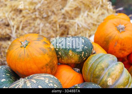 Auswahl an orangefarbenen und grünen Kürbissen, Kürbissen und Kürbissen in verschiedenen Formen, die auf trockenem Strohhintergrund liegen. Die Komposition der Herbsternte symbolisiert f Stockfoto