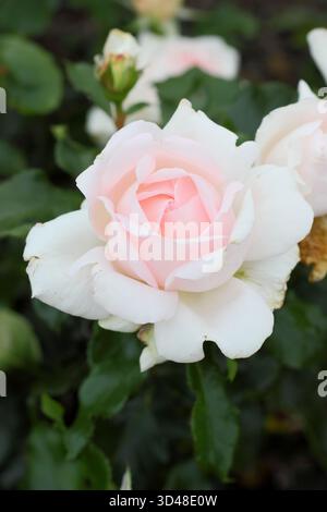 Rosa Chandos Beauty, auch Rosa Harmisty genannt, Hybrid-Teerose mit blassrosa, pfirsichfarbenen Blüten, die im Sommer und Herbst blühen Stockfoto