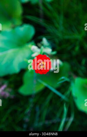 Zinnia Blütenknospe mit roten Blütenblättern vor dem Hintergrund eines grünen Gartens Stockfoto