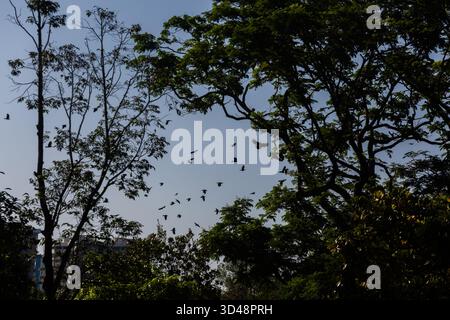 Weit verbreitet von finsteren, schaurigen Hauskrähen, die am Himmel schweben und um die Baumspitzen fliegen. Vielleicht kommt schlechtes Omen in Singapur. Stockfoto