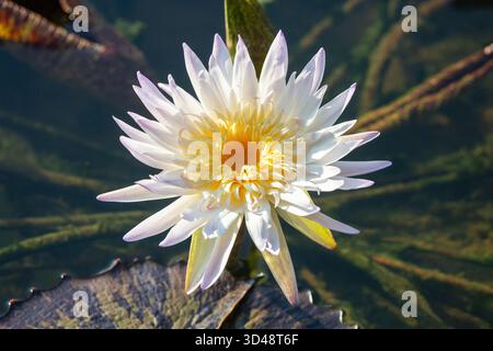 Nymphaea Lawinen, schwimmende Süßwasserlilienblüte, Tageslicht, weiße Blüten. Wunderschöne Wasserpflanzen. Gesehen in Singapur. Stockfoto