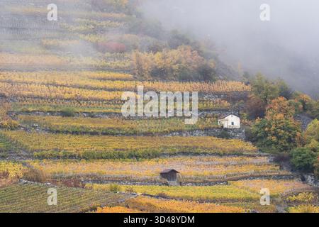 Terrassen-Weinberge in bunten Herbstfarben, gelb, orange und rot. Rhonetal, Wallis, Schweiz, Europa Stockfoto