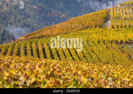 Terrassen-Weinberge in bunten Herbstfarben, gelb, orange und rot. Rhonetal, Wallis, Schweiz, Europa Stockfoto