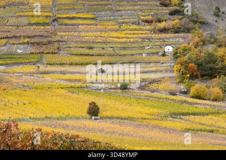 Terrassen-Weinberge in bunten Herbstfarben, gelb, orange und rot. Rhonetal, Wallis, Schweiz, Europa Stockfoto