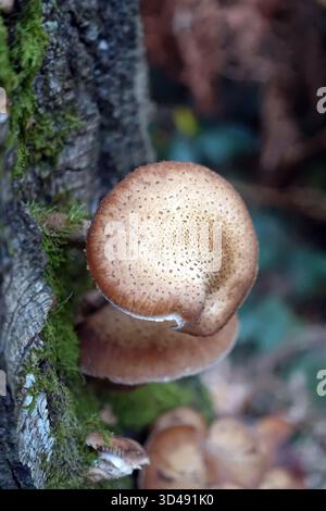Honigpilz „Armillaria Mellea“ (Pilz) wächst auf Dead Tree in the Woods von Aira Force in Patterdale, Lake District, Cumbria, England, Großbritannien. Stockfoto