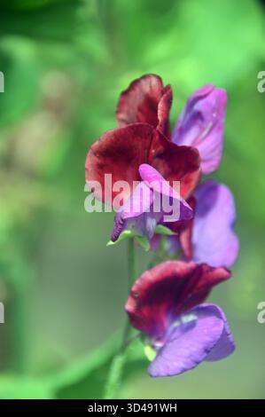 Lila/kastanienbraune zweifarbige Lathyrus Odoratus „Cupani“ (Süßerbse) Blumen in den Borders im RHS Garden Harlow Carr, Harrogate, Yorkshire, Großbritannien. Stockfoto