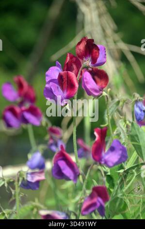 Lila/kastanienbraune zweifarbige Lathyrus Odoratus „Cupani“ (Süßerbse) Blumen in den Borders im RHS Garden Harlow Carr, Harrogate, Yorkshire, Großbritannien. Stockfoto