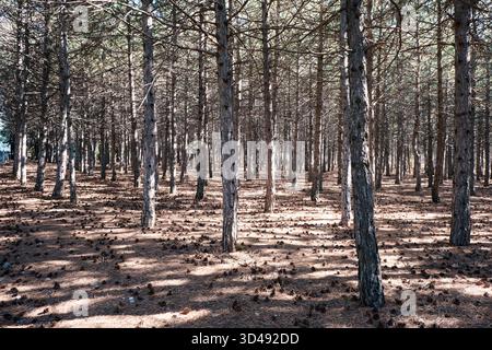 Dichter Kiefernwald mit sonnendurchfluteten Stämmen und schattigen Schatten, Teppich mit umgefallenen Kiefernzapfen und strukturierten immergrünen Nadeln Stockfoto