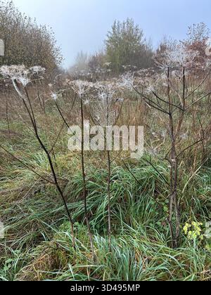 Tau gefüllte Spinnweben auf einer Wiese aus Kuhparsilie Stockfoto