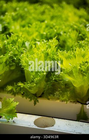 Das Hydrokultur-Gewächshaus beherbergt Salatreihen in Töpfen, ideal für nachhaltigen Anbau. Bodenfreie Technologie Stockfoto