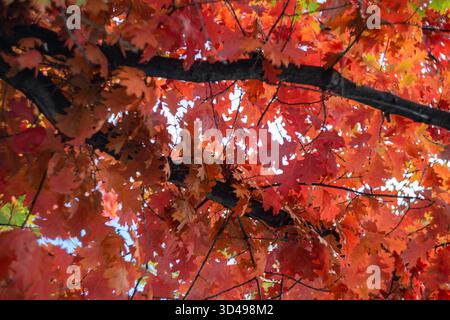 Nahaufnahme lebendiger roter und orangener Herbsteichenblätter an Baumzweigen Stockfoto