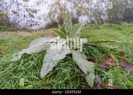 Nahaufnahme einer wilden Pflanze mit frostigen Blättern, die an einem kalten Herbstmorgen auf taufreibendem Gras ruht. Stockfoto