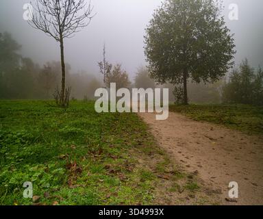 Ein ruhiger Parkweg, der mit gefallenen Blättern bedeckt ist, führt durch Nebel und weichen Nebel, umgeben von Herbstbäumen und grünem Gras. Stockfoto