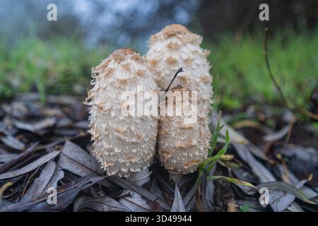 Drei weiße zottelige Pilze, die nach Regen im herbstlichen Waldlicht auf feuchtem Boden zusammen wachsen. Stockfoto