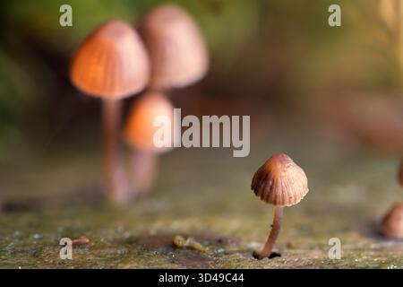 Warmes Licht, das eine Gruppe winziger Mykenpilze erleuchtet, die auf einem Holzstamm wachsen, Makro Stockfoto