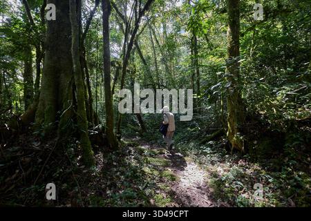 Die Yumbilla Falls stürzen sich aus dem hohen Nebelwald von Amazonas und bahnen sich ihren Weg in das Tal darunter. Einer der höchsten Wasserfälle der Welt. Stockfoto