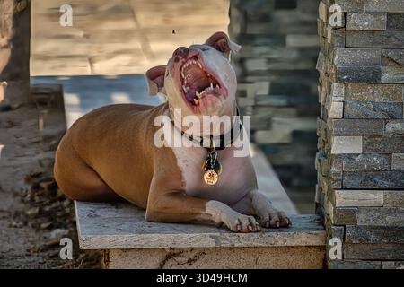Ein weißer und brauner Pitbull-Hund jagt eine nervige Fliege Stockfoto