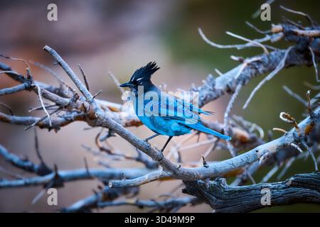 Ein leuchtend blauer Steller's Jay, der auf einem Kiefernzweig thront. Stockfoto