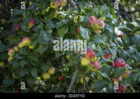 Rot-gelbe Äpfel (Malus) hängen an einem Zweig, Finnland Stockfoto