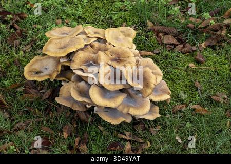 Borken, NRW, Deutschland, Eine große Pilzgruppe mit braunen Kappen ist zwischen üppigem grünem Gras und trockenen Blättern in einer Waldlichtung verstreut. Die Farben Stockfoto